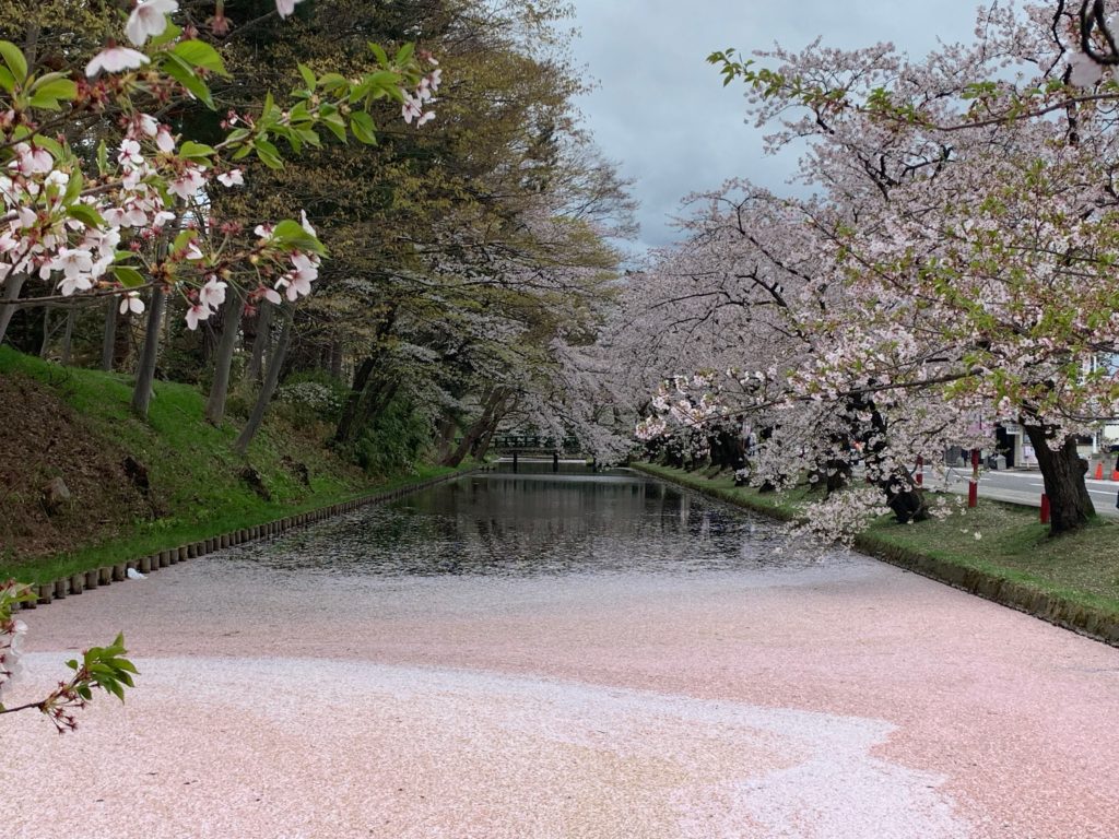 Cherry Blossoms In Hirosaki – Brevalonia